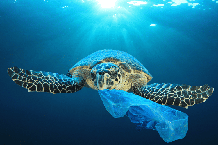 Photo for the Article - Using Blockchain to Get Rid of Ocean Plastics
